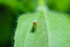 Mera jabloňová (Psylla mali) – Aleoks / Shutterstock