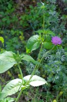 Chrastavec křovištní (Knautia drymeia) – Vankich1/Shutterstock