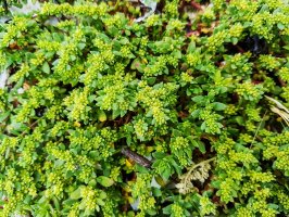 Průtržník Herniaria ciliolata – arousa / Shutterstock