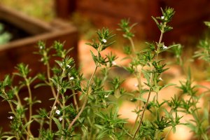 Saturejka zahradní (Satureja hortensis) – Svetlana Monyakova / Shutterstock