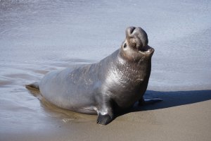 Rypouš severní (Mirounga angustirostris) z čeledi tuleňovitých – Paul Tessier
