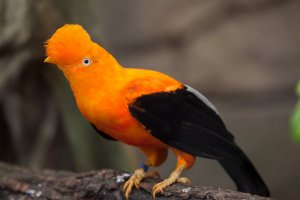 Skalňák andský (Rupicola peruvianus) – Vladimir Wrangel / Shutterstock