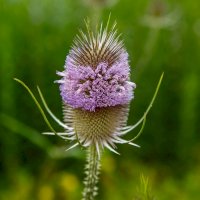 Štětka setá (Dipsacus sativus) – Flower_Garden/Shutterstock