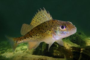 Ježdík obecný (Acerina cernua) – Kletr / Shutterstock