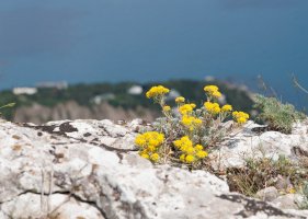 Tařice skalní (Aurinia saxatilis) – HGalina/Shutterstock