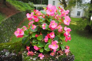 Růžově kvetoucí begónie stálokvětá (Begonia semperflorens) – Karjalainen / Shutterstock