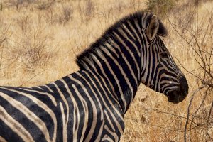 Zebra – Photo by Zoë Reeve on Unsplash