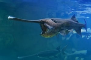 Veslonos čínský (Psephurus gladius) – Natalia Belay / Shutterstock