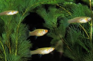 Živorodka komáří (Gambusia affinis) z čeledi živorodkovitých – slowmotiongli / Shutterstock