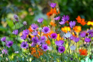 Suchokvět roční (Xeranthemum annuum) – Ole Schoener / Shutterstock