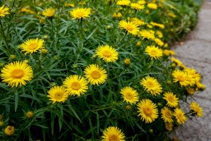 Oman mečolistý (Inula ensifolia) – Flower_Garden/Shutterstock