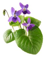 Violka vonná – bonchan/Shutterstock