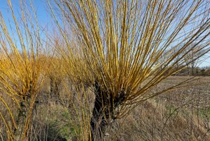 Vrba košíkářská (Salix viminalis) – Norman Krauss/Shutterstock