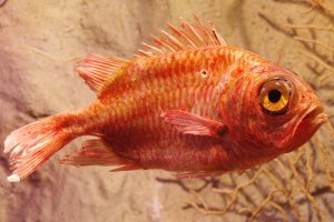 Okouník zlatavý (Sebastes norvegicus) – Vitezslav Halamka / Shutterstock