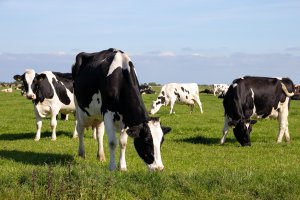 Přežvýkavec tur domácí (Bos primigenius f. taurus) – VanderWolf Images / Shutterstock