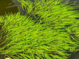 Vocha mořská (Zostera marina) na vodní hladině – Arndale / Shutterstock
