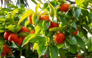 Kaki – ToKa74 / Shutterstock