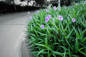 Kvetoucí ruélie Ruellia simplex – joyotejo / Shutterstock