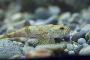 Vranka obecná (Cottus gobio) – Vladimir Wrangel / Shutterstock