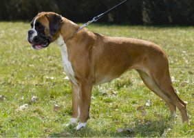Německý boxer – Milan Vachal/Shutterstock