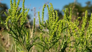 Ambrózie peřenolistá (Ambrosia artemisiifolia) – Aleksandr Shilov / Shutterstock