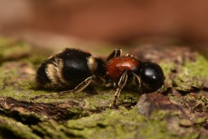 Kodulka evropská (Mutilla europaea) – Marek Velechovsky  / Shutterstock