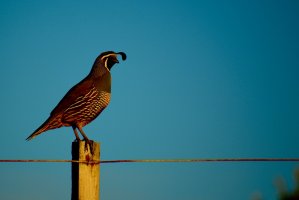 Křepel kalifornský (Lophortyx californica) – Natalia Marshall / Shutterstock