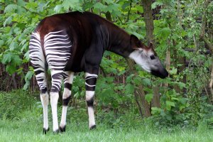 Okapi pruhovaná (Okapia johnsoni) – MarclSchauer / Shutterstock