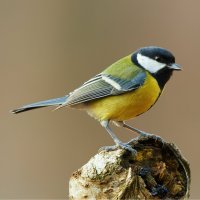 Sýkora koňadra – ArCaLu / Shutterstock