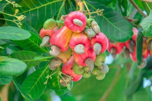 Ledvinovník západní neboli kešu (Anacardium occidentale) z čeledi ledvinovníkovitých – thanin kliangsa-ard / Shutterstock