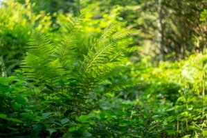 Kapraď samec (Dryopteris filix-mas) – Ihor Hvozdetskyi/Shutterstock