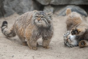 Manul (Otocolobus manul) – Igor Pushkarev / Shutterstock