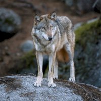 Vlk obecný (Canis lupus) – Martin Prochazkacz/Shutterstock