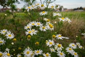 Rmen rolní (Anthemis arvensis) – Menno van der Haven/Shutterstock