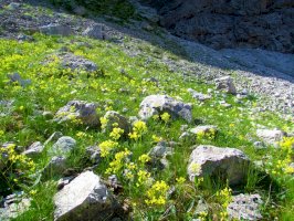 Dvojštítek hladkoplodý (Biscutella laevigata) – kato08/Shutterstock