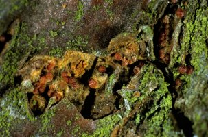 Rážovka rakovinová (Nectria galligena) – Profimedia.CZ