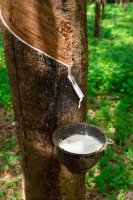 Latexové mléko, vytékající z kmene kaučukovníku (Hevea) – Arazdurdyev Konstantin / Shutterstock