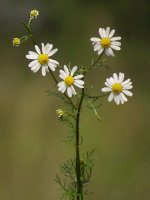 Heřmánek pravý (Matricaria chamomilla/Matricaria recutita) – Luka Hercigonja/Shutterstock