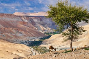 Poušť Negev – Alexander Ingerman / Shutterstock