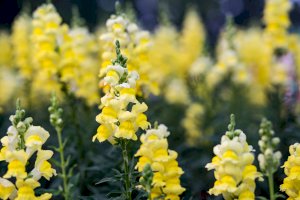 Hledík větší (Antirrhinum majus) – pixy_nook/Shutterstock