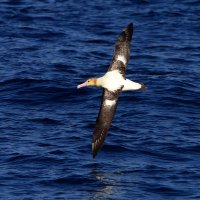 Albatros bělohřbetý (Phoebastria albatrus) – feathercollector / Shutterstock
