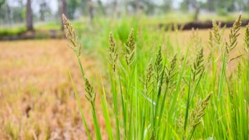 Ježatka kuří noha (Echinochloa crus-galli) – Sudhakar Bisen/Shutterstock