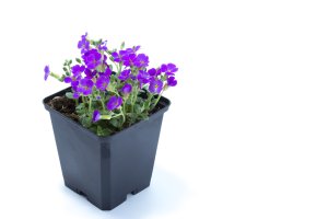 Kvetoucí tařička zahradní (Aubrieta hybrida) – LuXpics / Shutterstock