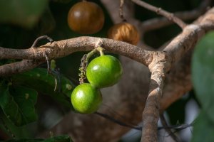 Vangueria infausta – ivanfolio / Shutterstock