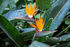 Kvetoucí strelície královská (Strelitzia reginae) – barmalini / Shutterstock