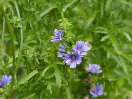 Cichorium endivia – ElenVik / Shutterstock