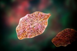 Motolice jaterní (Fasciola hepatica), 3D ilustrace – Kateryna Kon / Shutterstock