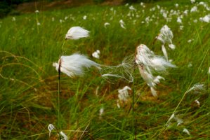 Suchopýr úzkolistý (Eriophorum angustifolium) – juerginho/Shutterstock