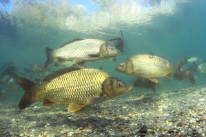 Kapr obecný (Cyprinus carpio) – Rostislav Stefanek / Shutterstock