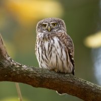Kulíšek nejmenší – Marcin Perkowski / Shutterstock